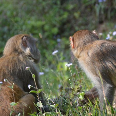 Green Hills Yoga Retreat بوكْرا المظهر الخارجي الصورة